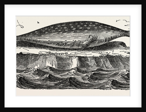 The Sea-leopard, Sea Leopard by Anonymous