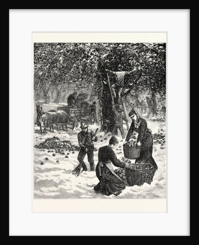 The Great October Storm, Farmers Hastily Gathering Their Apples in the Face of the Snowstorm in Western New York by Anonymous