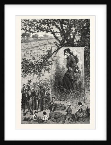 New Jersey: Preparing for the Thanksgiving Dinner, a Scene on a Cranberry Bog in Ocean County by Anonymous