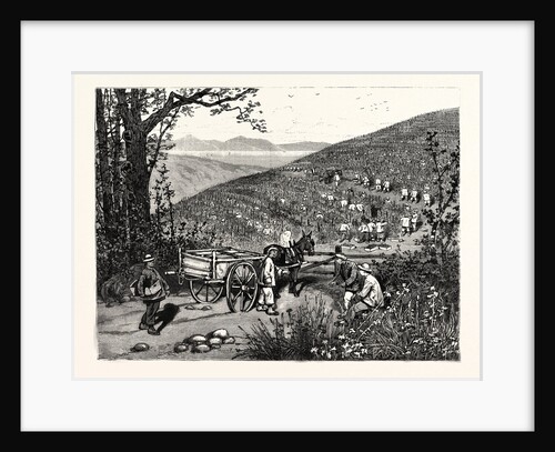 California: Our National Industries: Grape-Culture in the Sonoma Valley by Anonymous