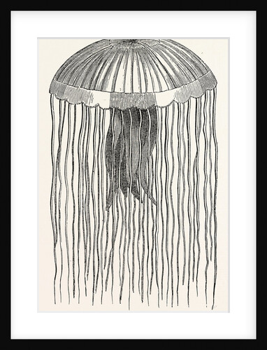 Medusa Pellucens by Anonymous