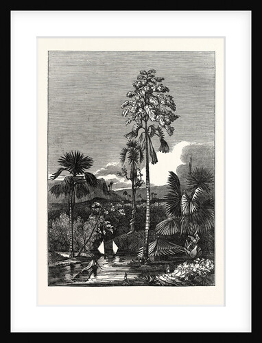 The Talapat Palm by Anonymous