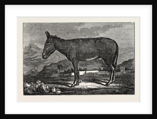 The Wild Ass of the Desert by Anonymous