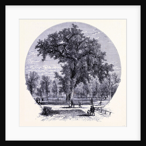 The Old Olm in Boston Common by Anonymous