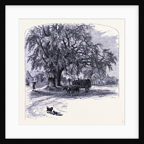 Old Saybrook by Anonymous