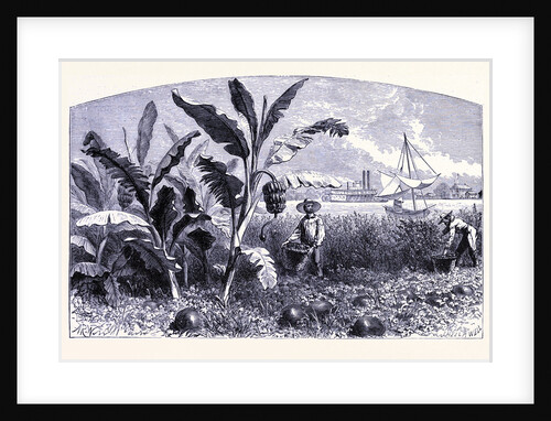 A Vegetable Garden at the Coast by Anonymous