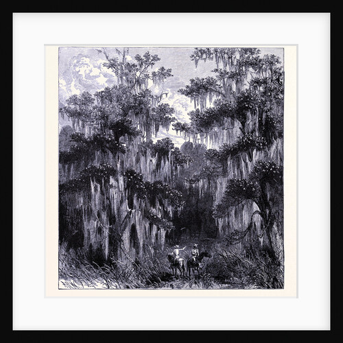 Magnolia Swamp by Anonymous