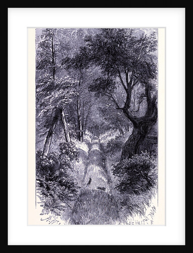 In the Forest of Roch Island by Anonymous