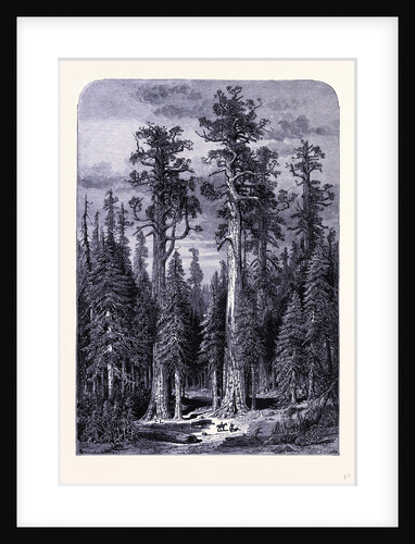 The Giant Trees in the Mariposa Forest by Anonymous