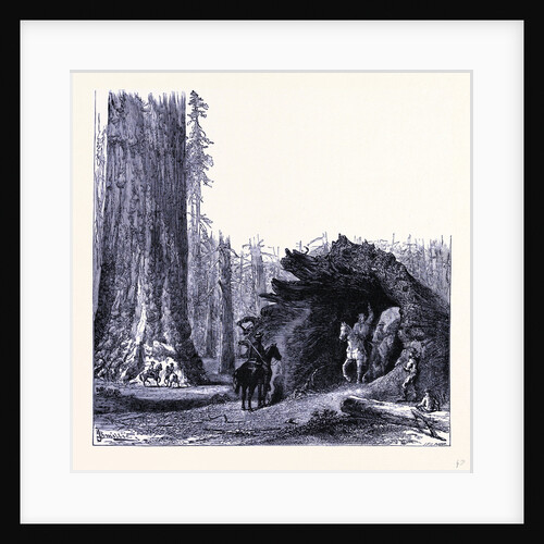 The Fallen Sequoia Tree by Anonymous