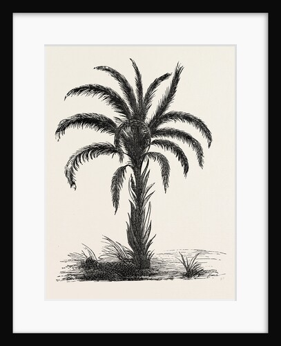 Oil-palm (eloeis Guineensis) by Anonymous