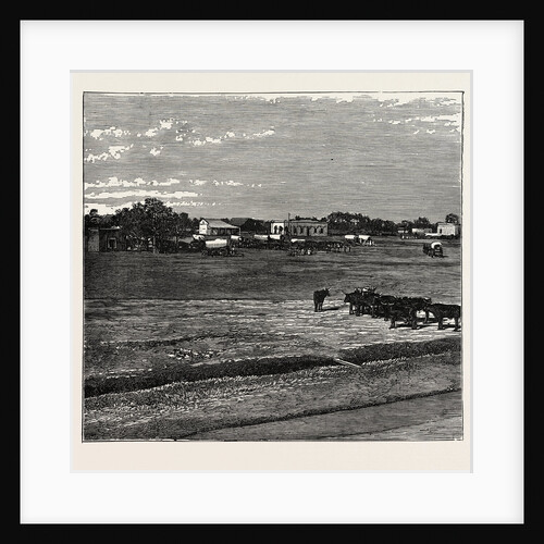 View Of Potchefstrom, In The Transvaal, South Africa by Anonymous