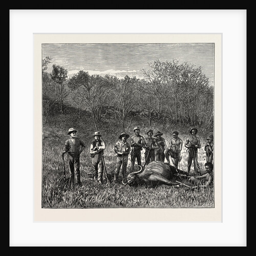 Buffalo Hunters in the Transvaal by Anonymous