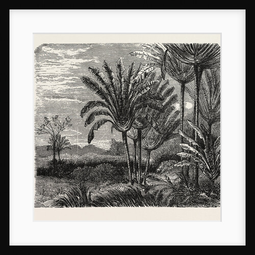 The Travellers Tree (urania Speciosa). by Anonymous