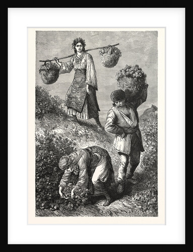 Gathering Roses in Roumelia by Anonymous