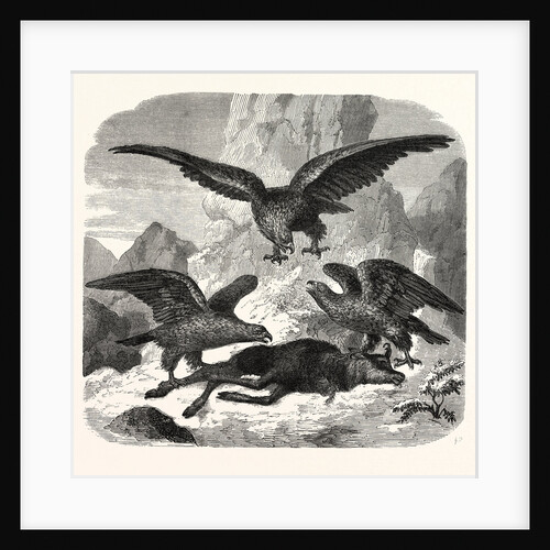 Eagles fighting over a chamois by Anonymous