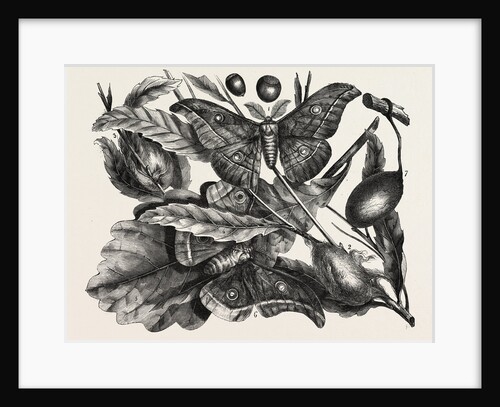 The oak silkworm by Anonymous