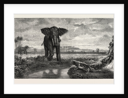 The Tiger and Elephant Painting by M. Decamps by Anonymous