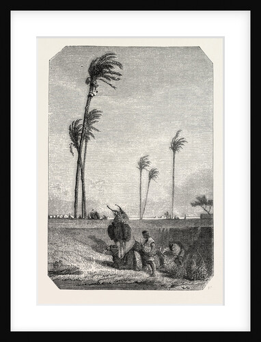 Harvest Dates in Egypt, Engraving 1855 by Anonymous