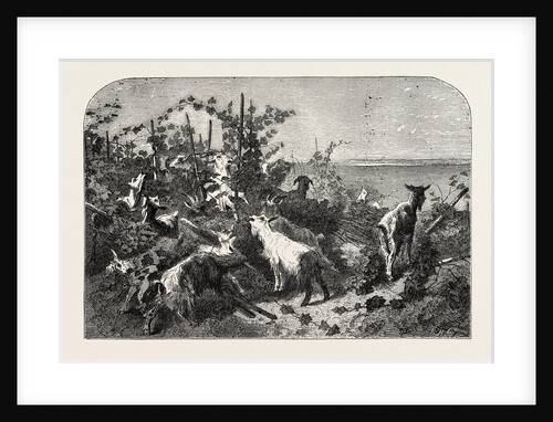 Salon of 1855. Goats, Engraving 1855 by Anonymous