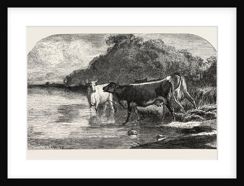 Cows at the Watering Hole, Engraving 1855 by Anonymous