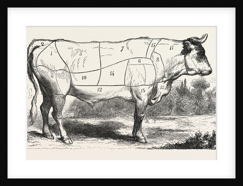 Tax Butchery Paris. Division by Categories of Beef. France by Anonymous