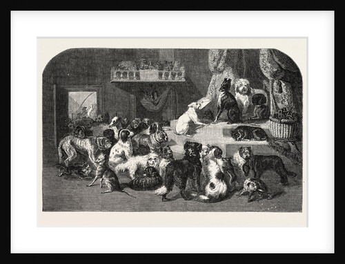 Petition by Dogs by Anonymous