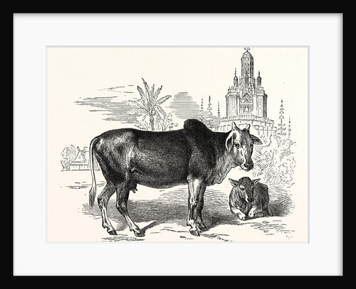 The Indian Zebu (Bos Indicus) by Anonymous