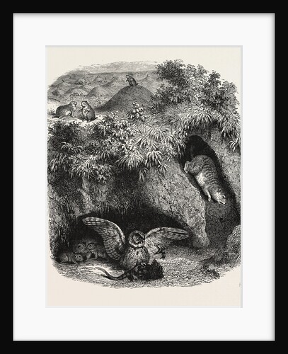 A Prairie Dog Town by Anonymous