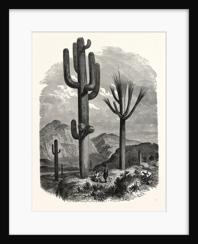 The Cereus Giganteus, or Monumental Cactus by Anonymous