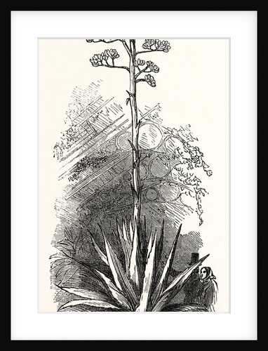 The American Aloe by Anonymous