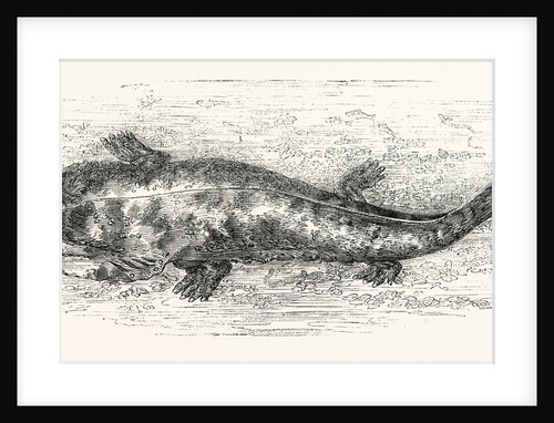 The Salamander by Anonymous