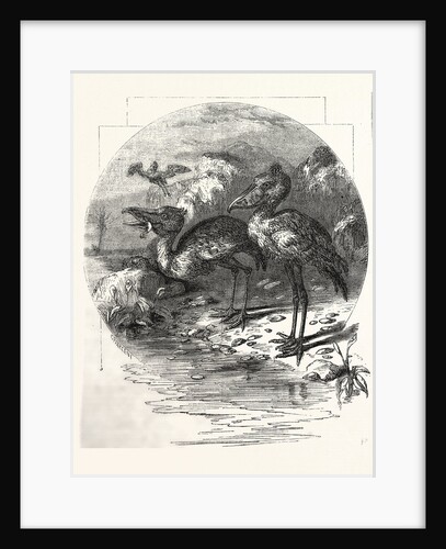 The Whale-Headed Stork by Anonymous