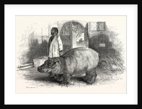 The Behemoth, or Hippopotamus by Anonymous