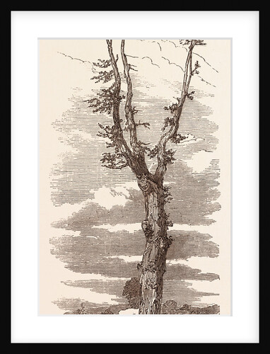 The Wellington Tree on the Field of Waterloo by Anonymous