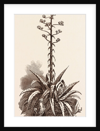 American Aloe in Bloom, at Cloyne House by Anonymous