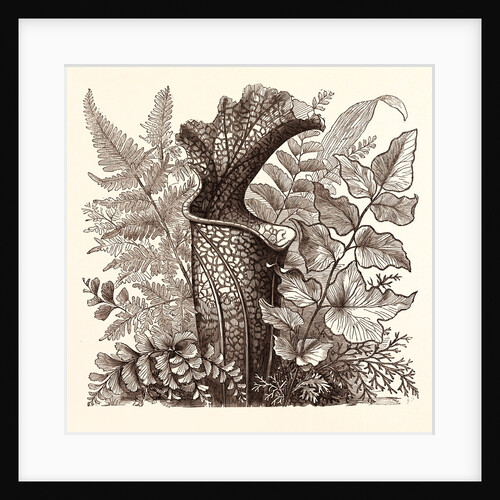 January. Pteris Argentea. Andiantum Formosum. Sarracenia Drummondi. Adiantum Cultratum. Pteris Macrophyllus. Dania Diversifolia. by Anonymous