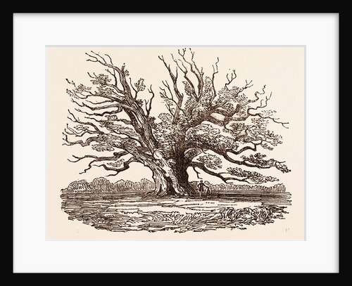 The Fairlop Oak, in Hainault Forest in the London Borough of Redbridge by Anonymous