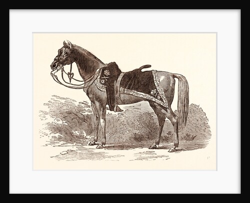 Sir Charles Napier's Favourite Charger, Red Rover by Anonymous