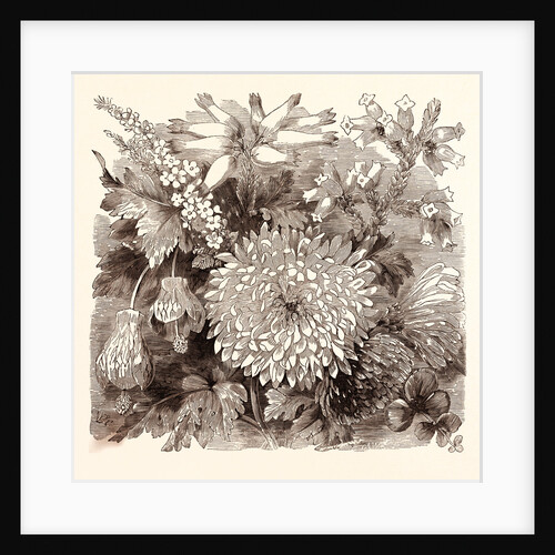 November. Babingtonia Camphorosma by Anonymous