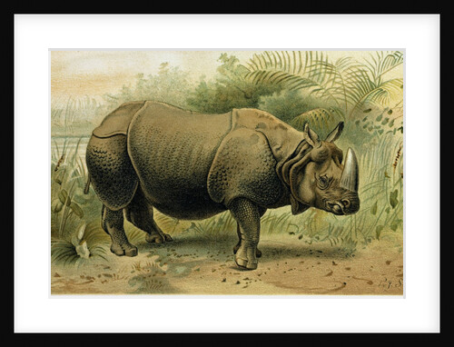 Indian Rhinoceros by Anonymous