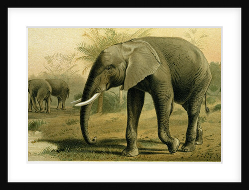 African Elephant by Anonymous