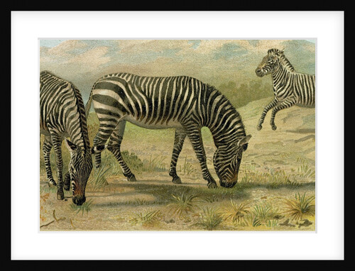 Zebra by Anonymous