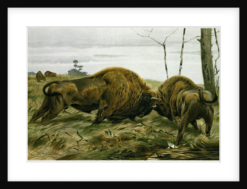 The European Bison by Anonymous