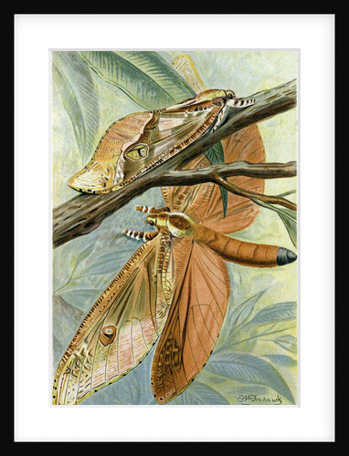 Giant Swift Moth by Anonymous