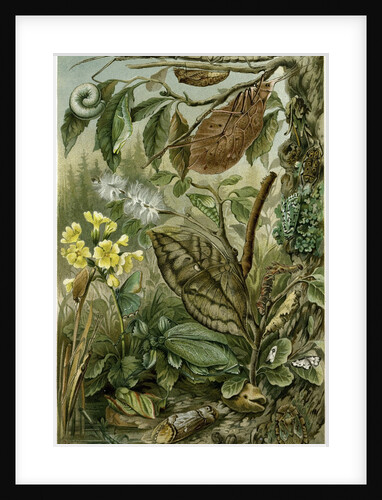 Nature Nineteenth Century Flower Leaves Tree Beetle by Anonymous