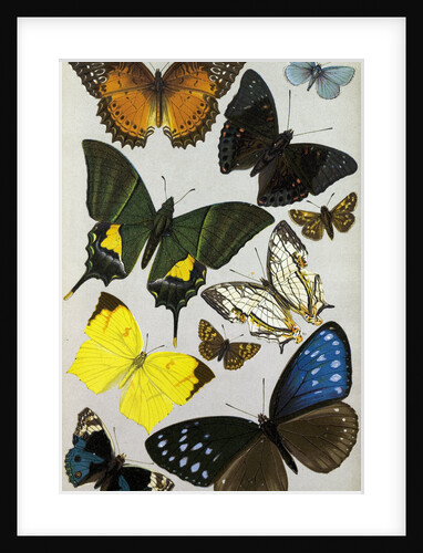 Butterflies by Anonymous