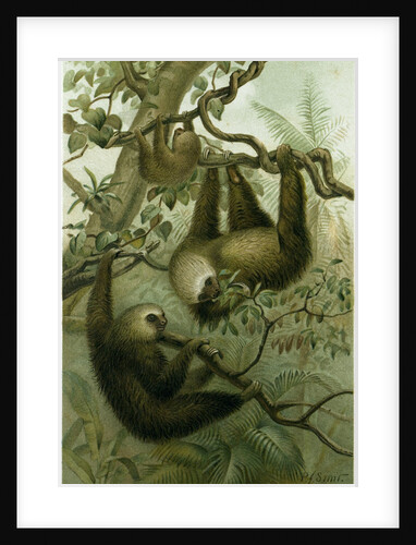 The Two-Toed Sloth by Anonymous