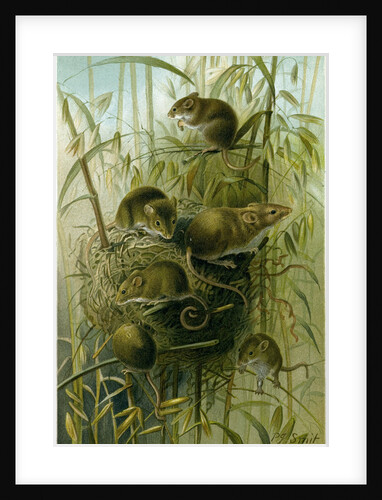 Harvest Mouse by Anonymous