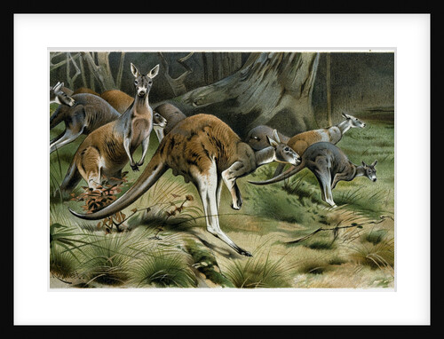 The Red Kangaroo by Anonymous